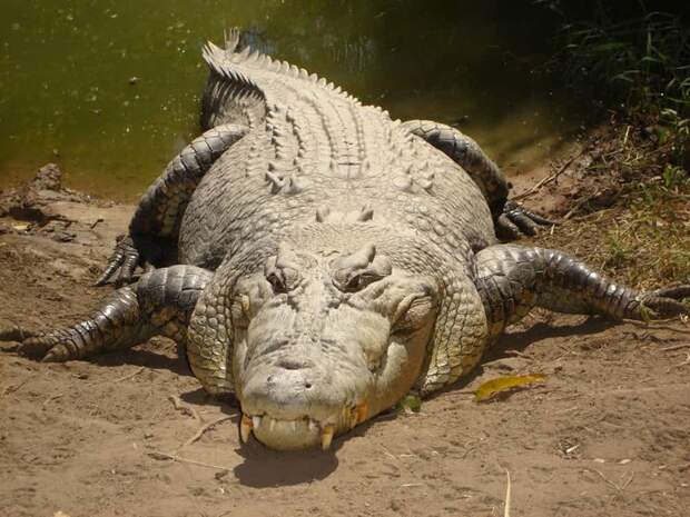 Гребнистый крокодил австралия, животные, ядовитые животные, ядовитые змеи, ядовитые пауки, ядовитые рыбы