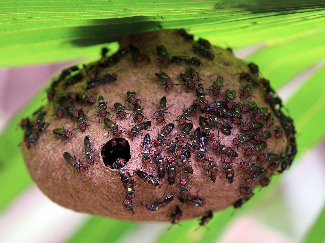 fierce-black-polybia-wasp