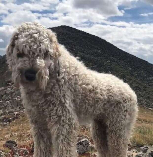 Собака на фоне гор