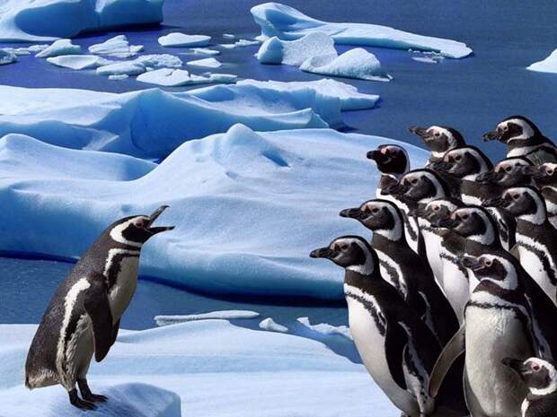 пингвины