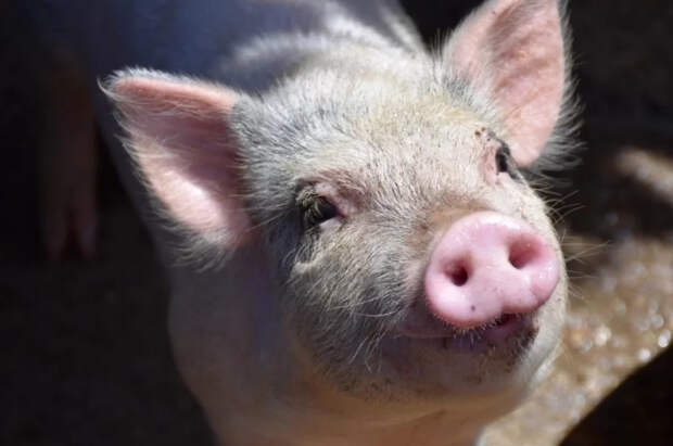 Друг человека: что победит деменцию — сперма свиней или известный препарат