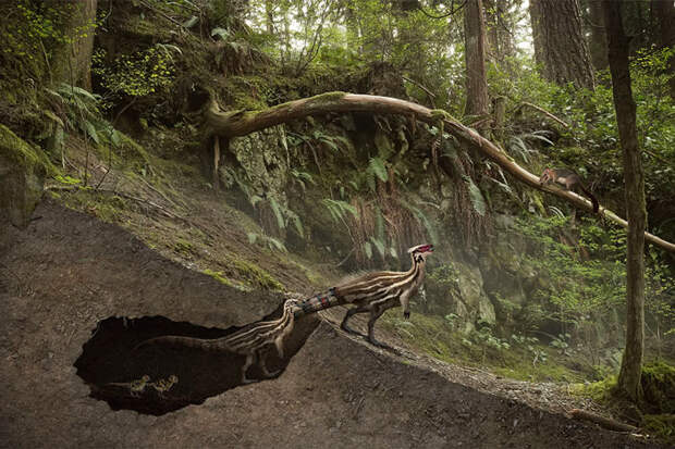 Семейство ориктодромеев (Oryctodromeus) покидает нору