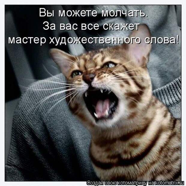 Лучшие котоматрицы недели (50 фото)