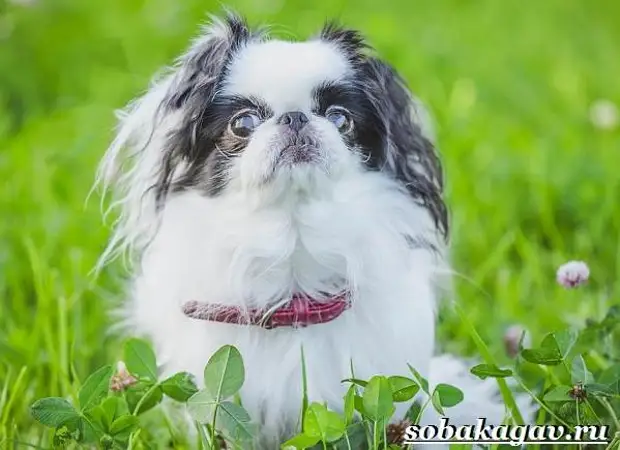 Японский хин собака. Описание, особенности, уход и цена японского хина