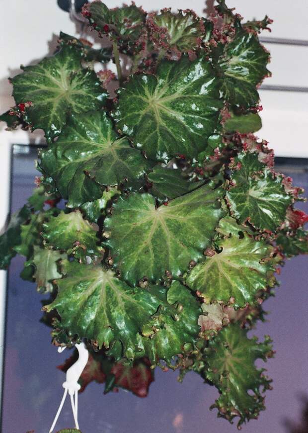 Бегония краснолистная фото (лат. Begonia erythrophylla)