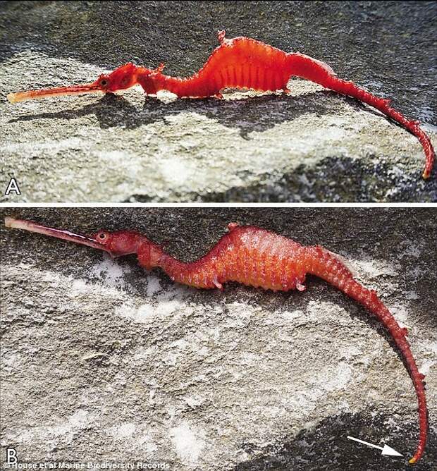 Редчайшего рубинового морского дракона впервые удалось снять на видео редкие рыбы, рубиновый морской дракон