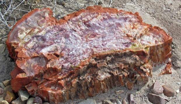 Тысячелетний дом Petrified Forest, Тысячелетний, дом