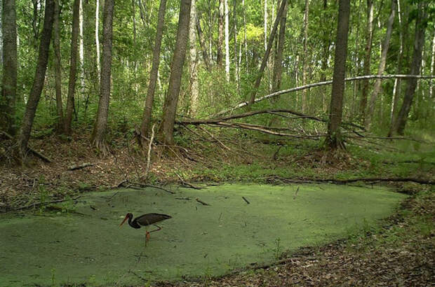 Чёрный аист Животные правят Чернобылем, животные в чернобыле, зона отчуждения