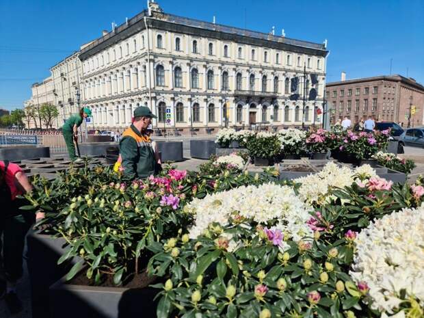 Сад-трансформер на Исаакиевской площади начали украшать цветами и деревьями