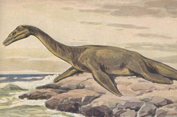 CurBio: в Новой Зеландии обнаружили кость морской рептилии возрастом 246 млн лет