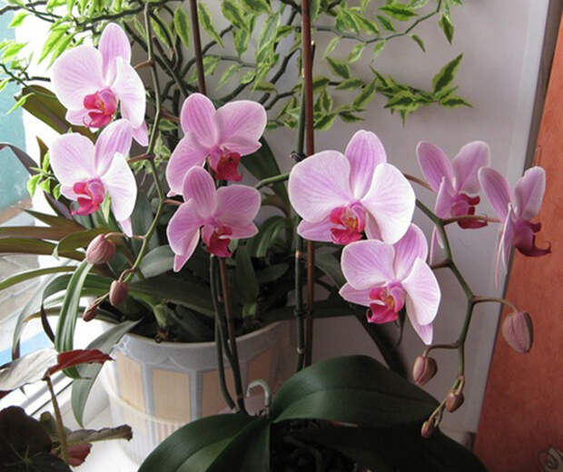 реанимация орхидей янтарной кислотой
