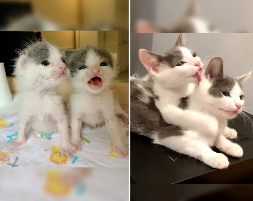 Без кота и жизнь не та