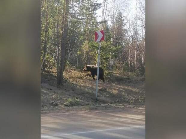 Медведица с детенышами атаковала человека на Сахалине