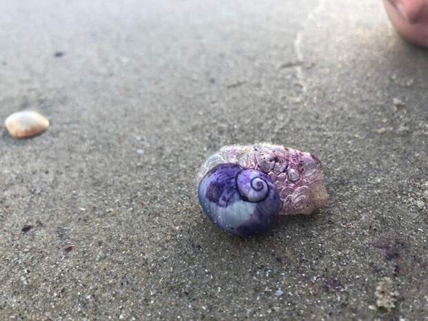 6. «Нашли фиолетовую улитку на пляже в Израиле» в мире, вещи, интересно, находка, пляж, удивительно
