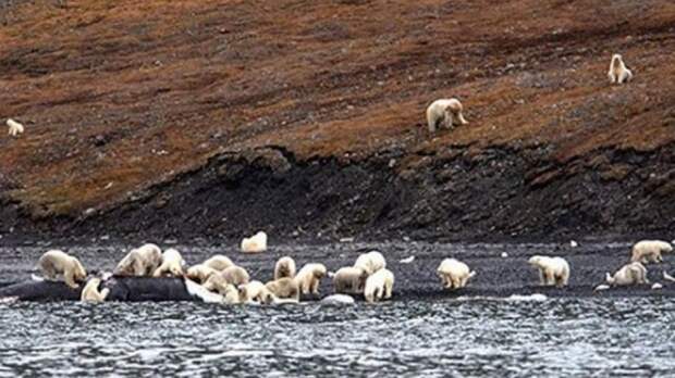 На Чукотке около 50 медведей окружили село, рядом с которым на берег выбросило мертвого кита
