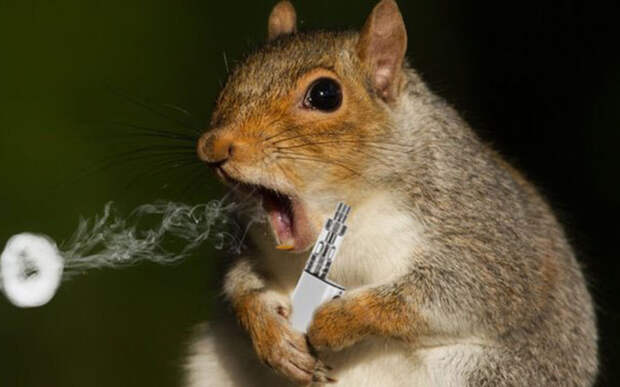 Белок сняли на видео, как они «курят» вейпы: приняли запах смеси за аромат еды