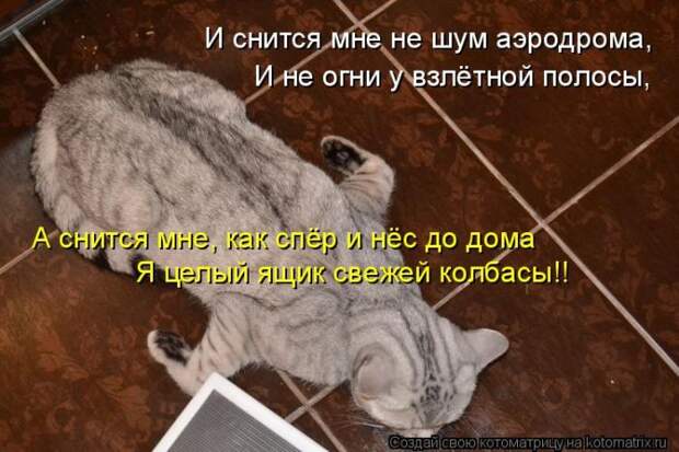 Лучшие котоматрицы недели (50 фото)