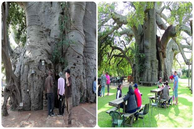 От паба до почты: неожиданное использование баобабов