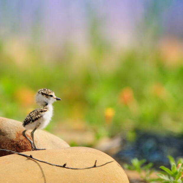 Экзотические птицы в фотографиях Sushyue Liao