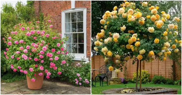 Такие разные и такие прекрасные. Розы — лучшее украшение ландшафтного дизайна