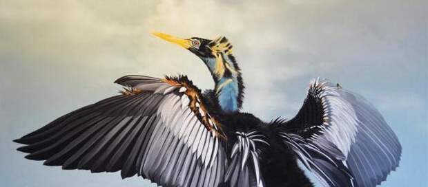 Веслоногие птицы: характеристика, питание, среда обитания