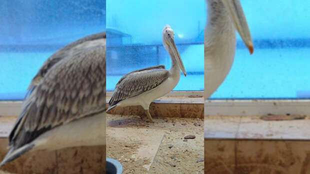 Барнаульский зоопарк взял на передержку редкого кудрявого пеликана