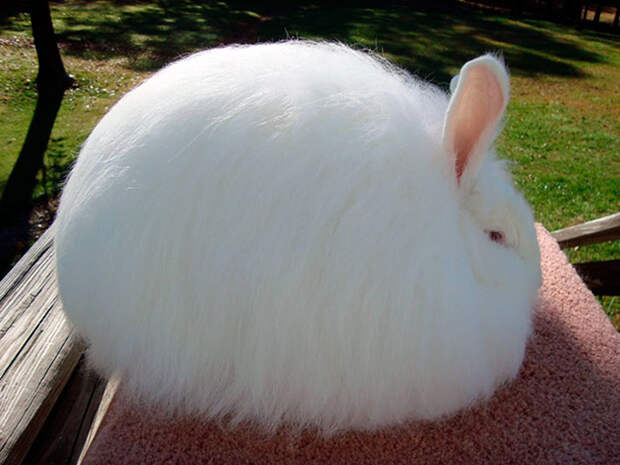 Шерсть ангорских кроликов не вызывает аллергии.