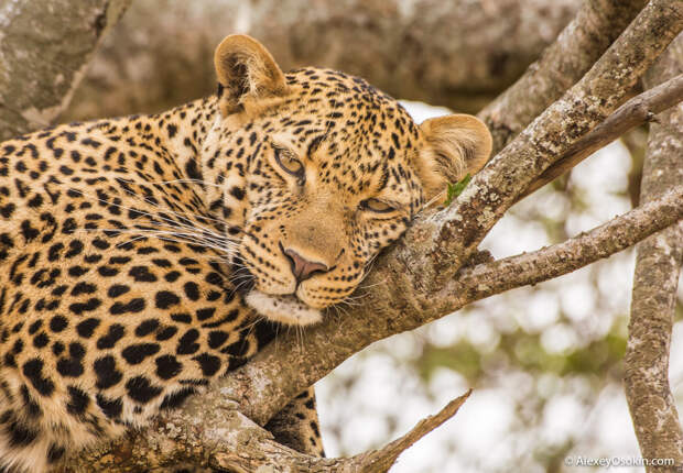 Leopard Poly, jul.2017-mo-ao-.jpg Leopard Poly, jul.2017-mo-ao-.jpg