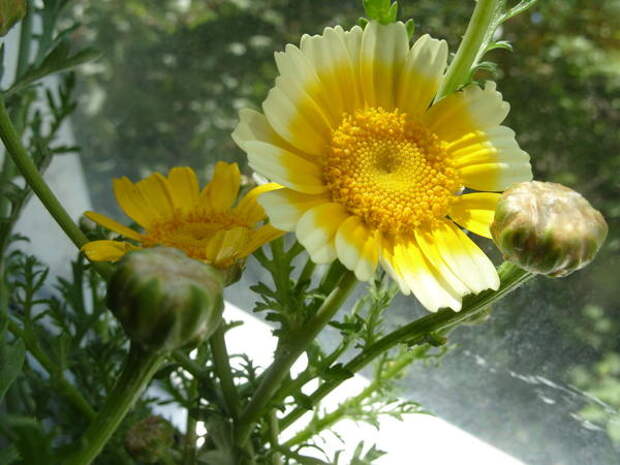 Хризантема увенчанная &amp;amp;amp;ndash; съедобная и полезная, фото автора