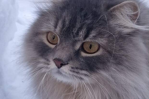 Новосибирские ветеринары нашли ананас в носу кота по кличке Манул