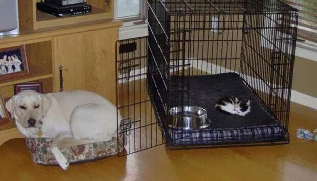 cats-stealing-dog-beds-53-57e12928f254d__700