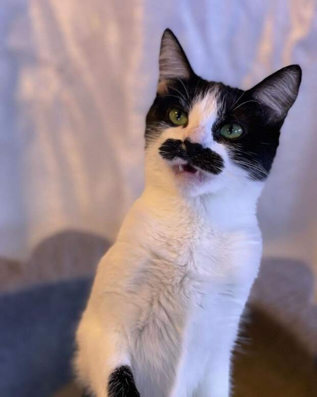 Кошка с усами как у Супер Марио стала новой звездой Instagram (ФОТО)