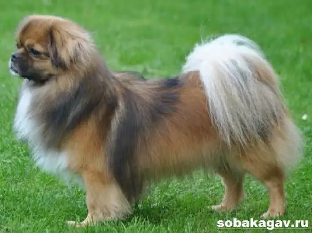 Тибетский спаниель собака. Описание, особенности, уход и цена породы