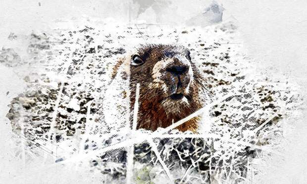 Тульские сурки Серёжа и Наташа предсказали раннюю, но морозную весну