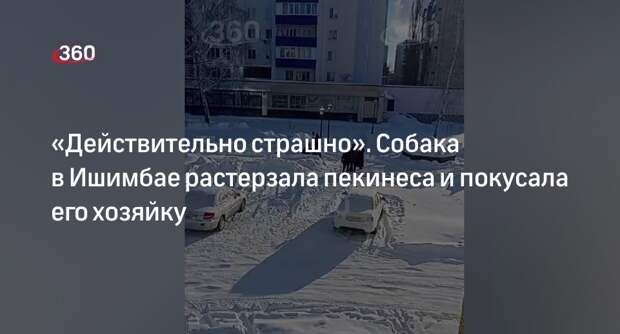 Жительница Ишимбая рассказала, как стаффордширский терьер растерзал ее пекинеса