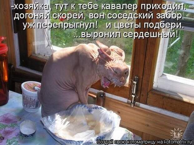 Просто котики коты, юмор