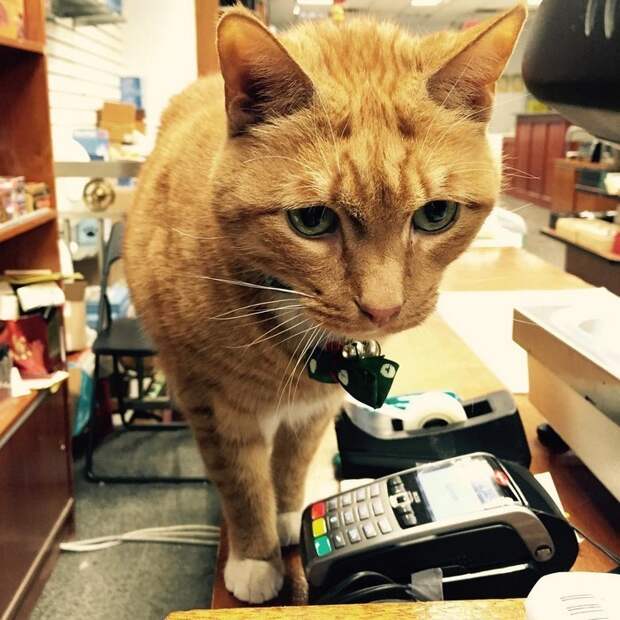 Этот кот уже 9 лет работает без выходных в магазине