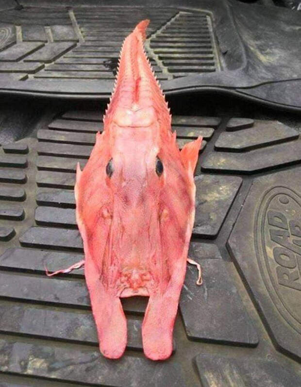 Странное существо было найдено у берегов Австралии находка, рыба, существо