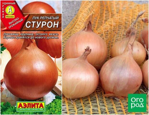 Лук Стурон фото