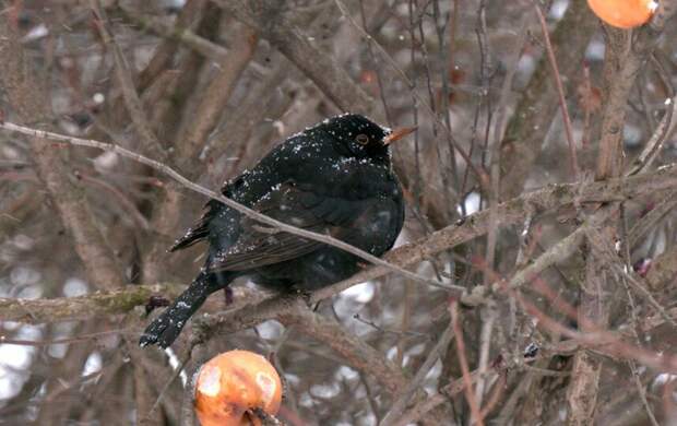 В петербургских парках зазвучат зимние трели: черные дрозды готовятся к пению