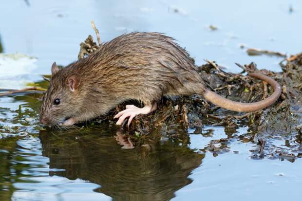 Жители российского города пожаловались на нашествие крыс