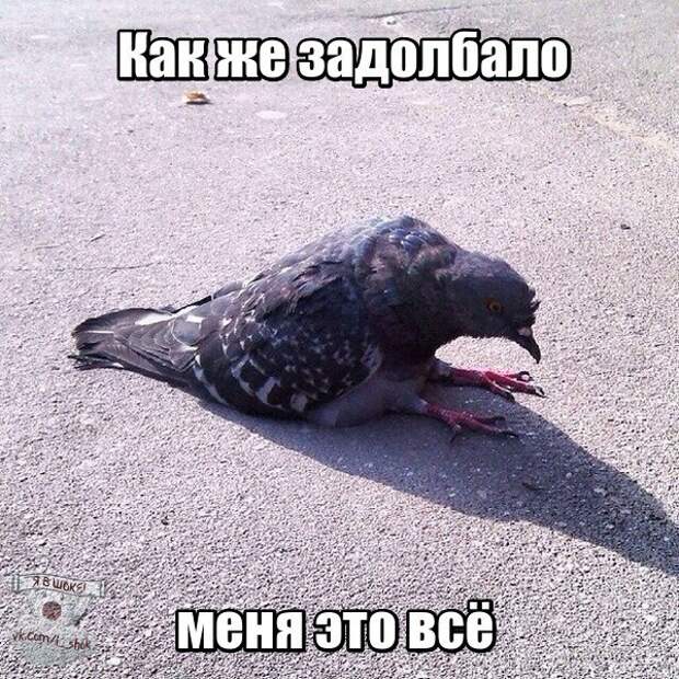 EAsVkr15Tu8