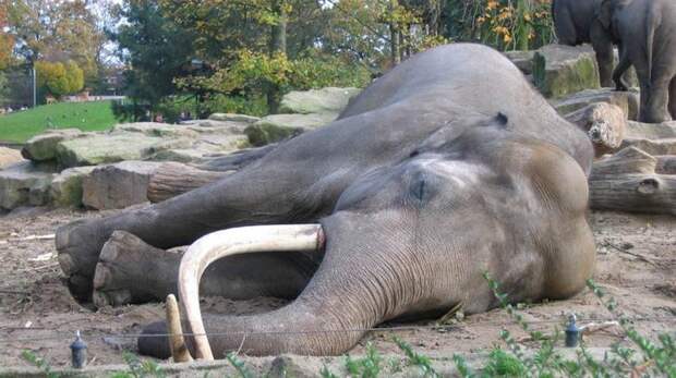 Слоны. животные, интересные факты, сон