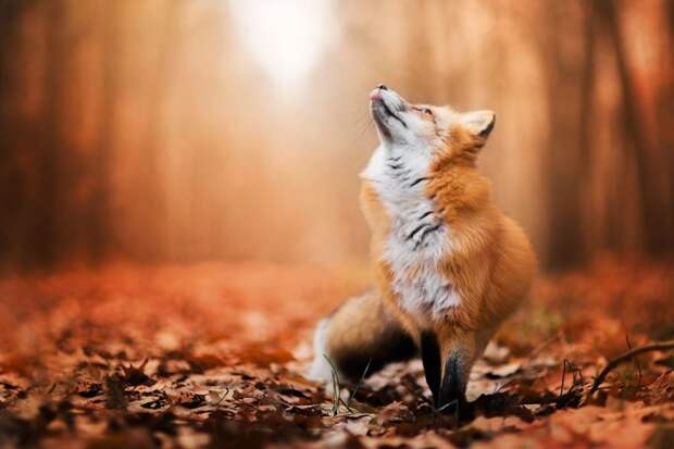 Знакомьтесь с фреей – очаровательной лисой из польши животные, лисица