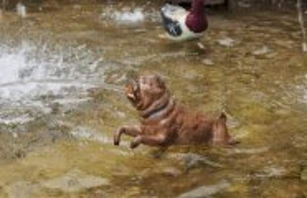 История и археология: Собачники Романовы: Как любовь Екатерины Первой к мопсам превратилась в украшение Петергофа