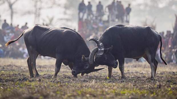 В Колумбии принят законопроект об отмене боев быков с 2027 года