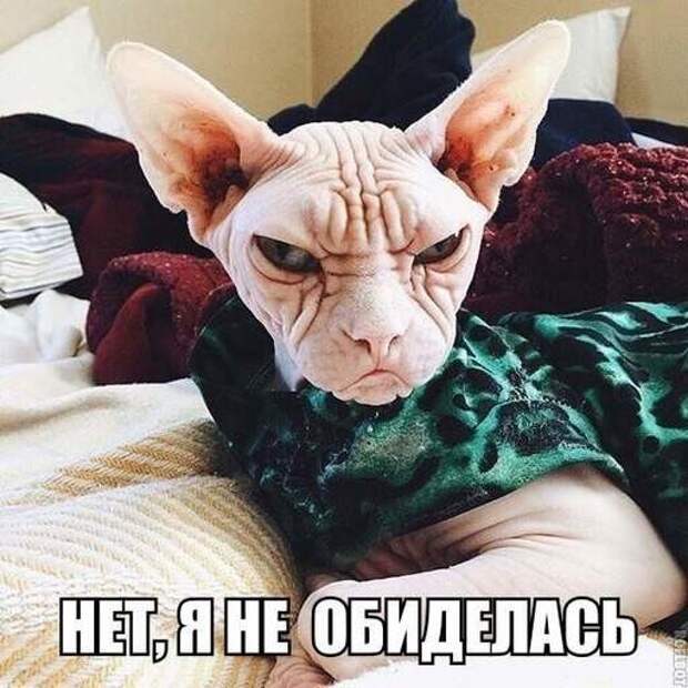 Обижаются по серьезному поводу - не нравится ей зеленый цвет)))) Обижаются по серьезному поводу - не нравится ей зеленый цвет)))) грустно, животные, обиделись, смешно