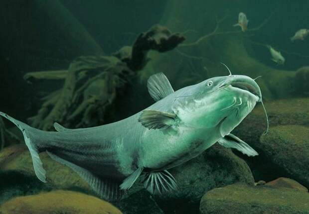 Сом обыкновенный . 10 самых больших рыб в мире. Фото с сайта NewPix.ru