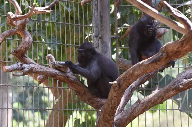 В израильском зоопарке одинокая обезьяна