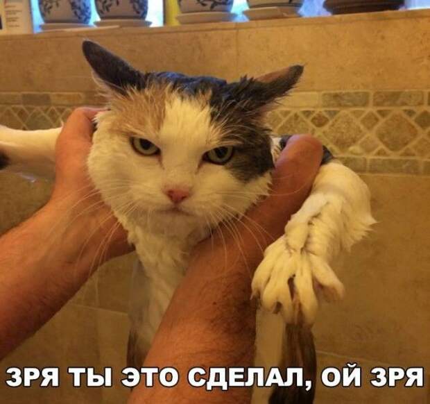 Забавные картинки с надписями для веселья (11 фото)